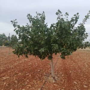 Pistachero Pistachero