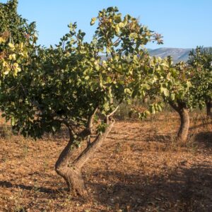 Regala un árbol
